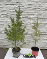 duglazija-varijacije-22