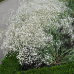 gipsofila-bela-sitni-cvet-1
