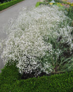 gipsofila-bela-sitni-cvet-1