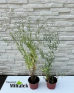gipsofila-bela-sitni-cvet-sadnica