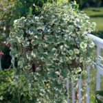 glechoma-dobricica-3