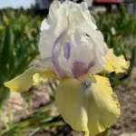 iris-double-your-fun-2