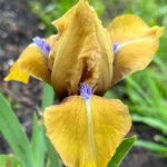 iris-wizard-of-id-1