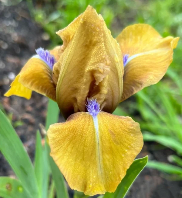 iris-wizard-of-id-1