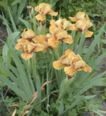 iris-wizard-of-id-2