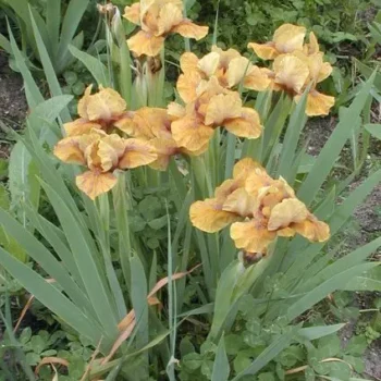 iris-wizard-of-id-2