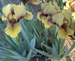 iris-wizard-of-id-3