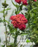 Achillea-millefolium-Milly-Rock-Cherry-1