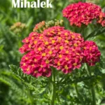 Achillea-millefolium-Milly-Rock-Cherry-2