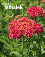 Achillea-millefolium-Milly-Rock-Cherry-2