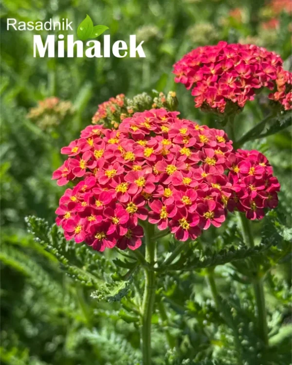 Achillea-millefolium-Milly-Rock-Cherry-2