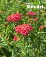Achillea-millefolium-Milly-Rock-Cherry-3