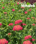 Achillea-millefolium-Milly-Rock-Cherry-4