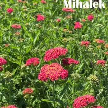 Achillea-millefolium-Milly-Rock-Cherry-4