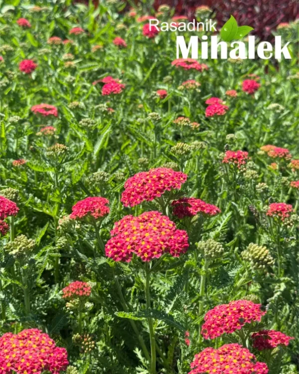 Achillea-millefolium-Milly-Rock-Cherry-4