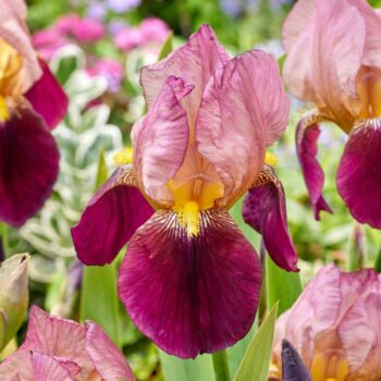 Iris-germanica-indian-chief-1