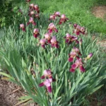 Iris-germanica-indian-chief-2