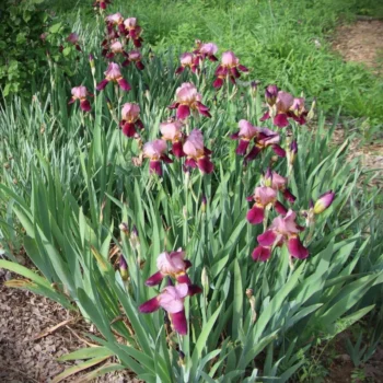 Iris-germanica-indian-chief-2
