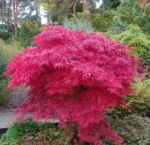 acer-palmatum-dissectum-nigrum-1