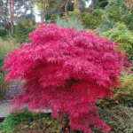 acer-palmatum-dissectum-nigrum-1