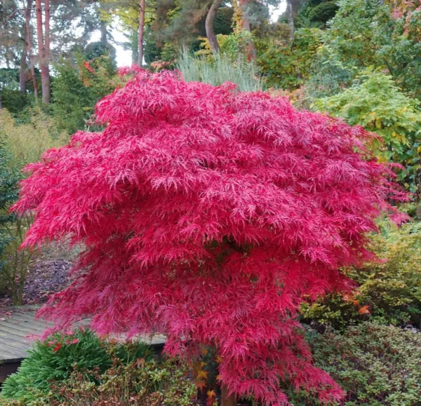 acer-palmatum-dissectum-nigrum-1