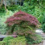 acer-palmatum-dissectum-nigrum-2