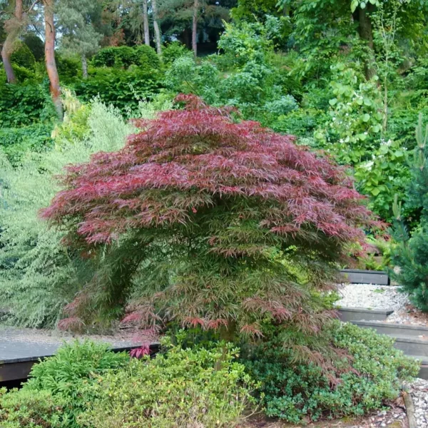 acer-palmatum-dissectum-nigrum-2