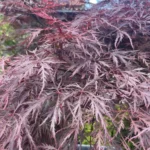 acer-palmatum-dissectum-nigrum-3