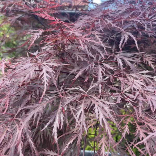 acer-palmatum-dissectum-nigrum-3