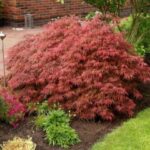 acer-palmatum-dissectum-nigrum-4