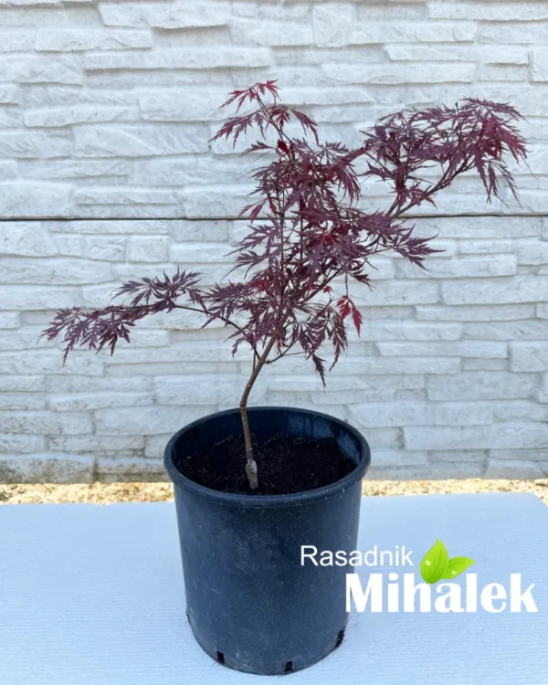 acer-palmatum-dissectum-nigrum-sadnice