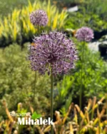 allium-visoki-roze-2
