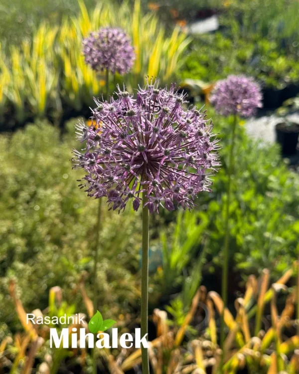 allium-visoki-roze-2
