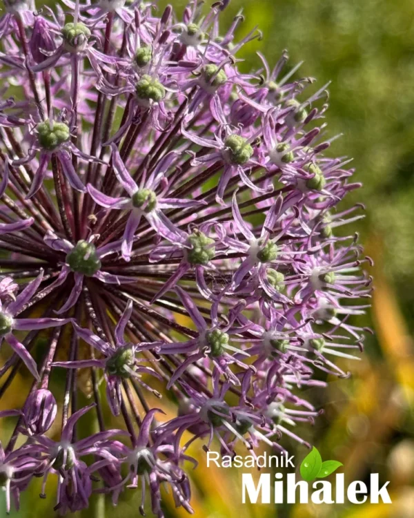 allium-visoki-roze-3
