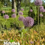 allium-visoki-roze-4