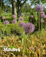 allium-visoki-roze-4