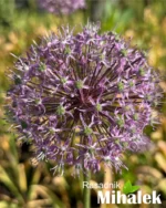 allium-visoki-roze-5