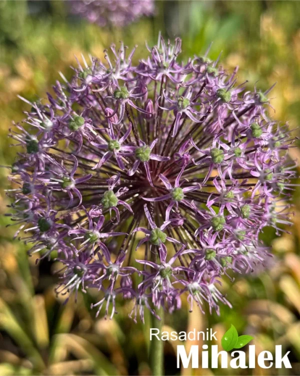 allium-visoki-roze-5