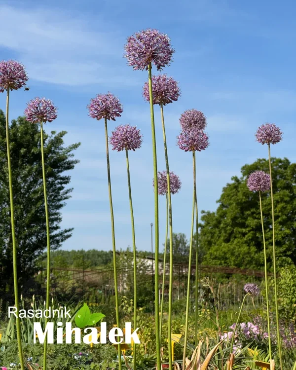 allium-visoki-roze-6