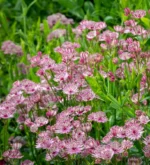 astrantia-major-pink-2