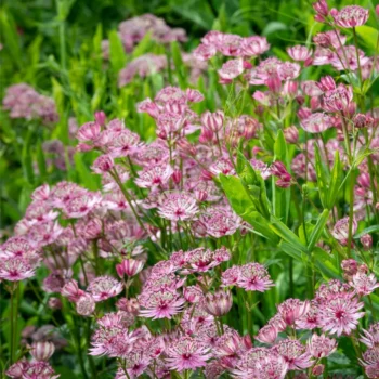 astrantia-major-pink-2