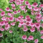 astrantia-major-pink-3