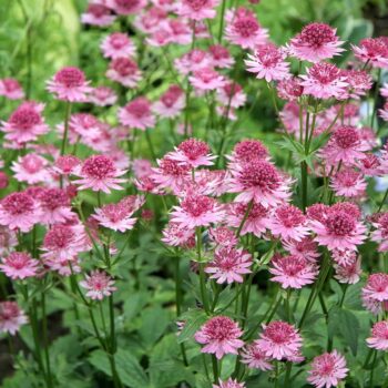 astrantia-major-pink-3
