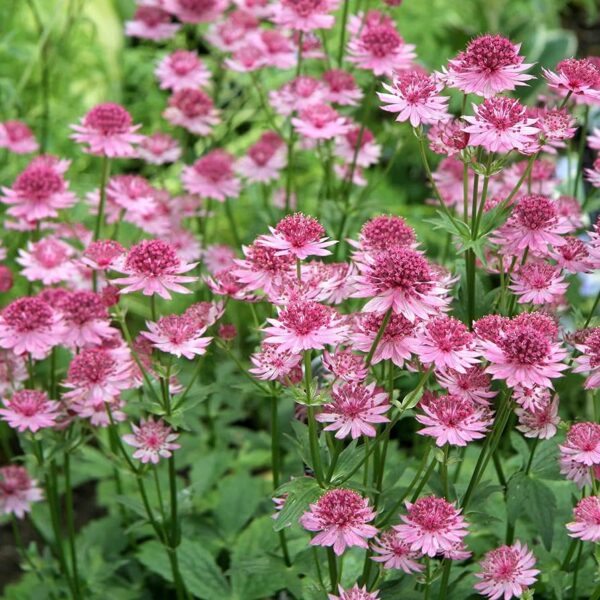 astrantia-major-pink-3