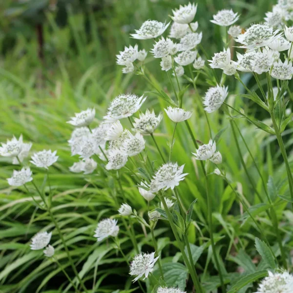 astrantia-major-white-1