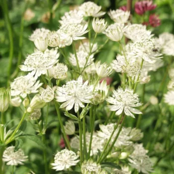 astrantia-major-white-2