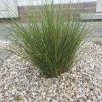 carex-howardii-phoenix-green-1