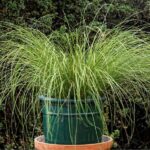 carex-howardii-phoenix-green-2