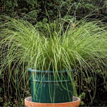 carex-howardii-phoenix-green-2