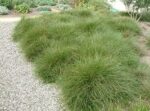 carex-howardii-phoenix-green-3